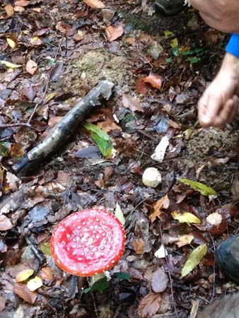IMG_20191010_121100517