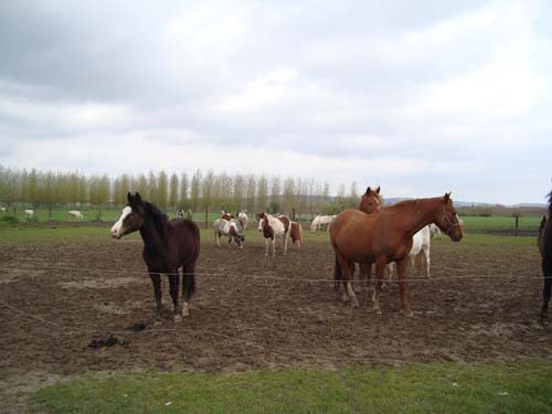 visite à la ferme 19 04 2012 111