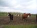 visite à la ferme 19 04 2012 111